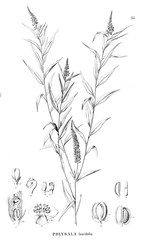 Illustration of plant