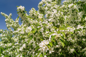 Blooming Apple tree against the blue sky