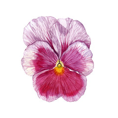 pansy flower botanical illustration. Watercolor hand drawn pansy flower can be used as print, poster, element design, packaging design, textile, fabric, label, sticker, illustration.