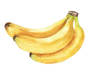 Hand drawn watercolor banana bunch, isolated fruits on white background. Tropical food delicious illustration.