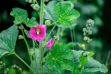Pink flower of mallow bloomed on a light summer day. Bee flies to mallow to collect honey and pollen. Flowers of Ukraine, mallow._