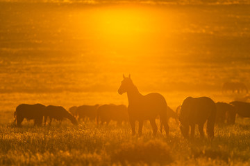 Fototapeta na wymiar Wild horse in wildlife on golden sunset