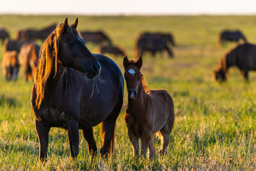 Wild horses, mare and foal in wild life