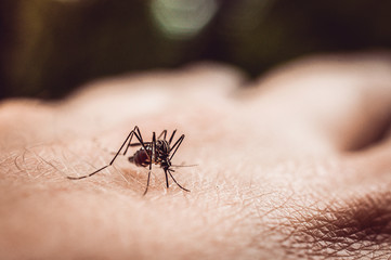 macro shot of a mosquito on a man's arm