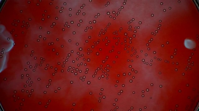 The Belousov&ndash;Zhabotinsky reaction, also known as the BZ reaction, forms concentric patterns in a chemical solution.