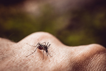 macro shot of a mosquito on a man's arm