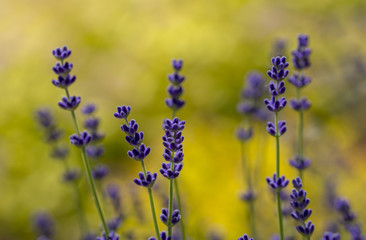 Fototapeta premium Lavender plant latin Lavandula angustifolia