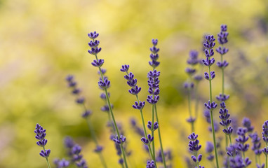 Obraz premium Lavender plant latin Lavandula angustifolia