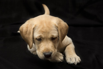 Schatje kijkend labrador puppy