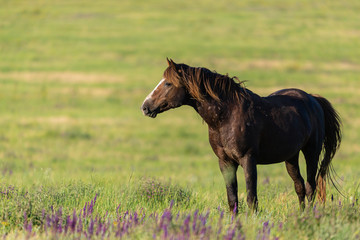 Fototapeta na wymiar Wild horses graze in the meadow at sunset