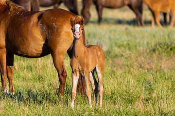 Wild horses, mare and foal in wild life