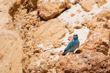 Lilac-Breasted Roller bird