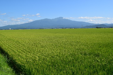 Fototapeta na wymiar 鳥海山（出羽富士）／ 山形県の最高峰、標高2,236mの鳥海山（ちょうかいさん）です。日本百名山、日本百景、日本の地質百選に選定されている活火山で、山頂に雪が積もった姿が富士山にそっくりなため、出羽富士（でわふじ）と呼ばれ親しまれています。 