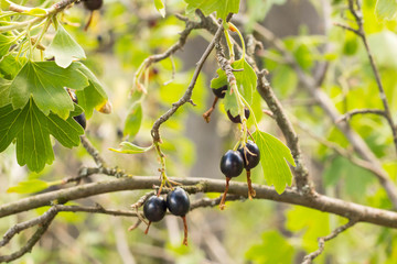 fresh black currant and leaves on branch in light summer garden
