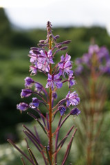 Flowers on summer green background in holiday scenery