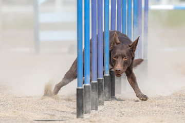 Australian Kelpie doing slalom in agility dog competition on a dusty sand field