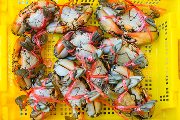 Many raw serrated mud crab tied with red rope in yellow basket for cooking seafood.