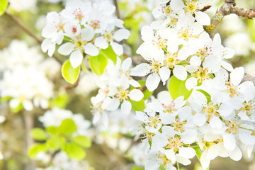 Fototapeta premium Blossom pear tree in white flowers and green background