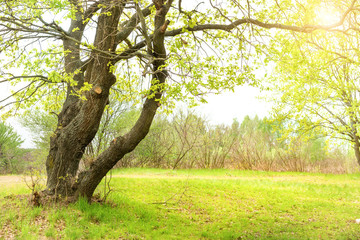 Green park with oak trees and grass on sunny lawn