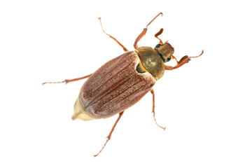 May bug or cockchafer (Melolontha melolontha) isolated on white background - macro shot of big beetle