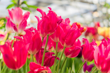 field of blooming multicolored tulips, spring flowers in the garden