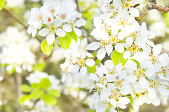 Blossom pear tree in white flowers and green background