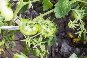green tomatoes growing on the branches in summer garden