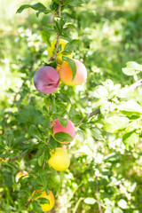 Fruits of a mature purple plum on a tree branch in a garden close-up