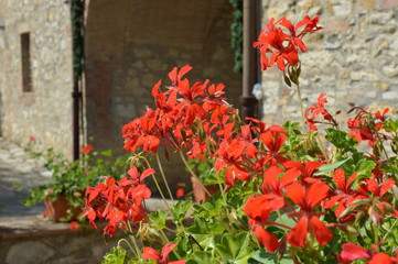 Tuscan Flowers In Full Bloom