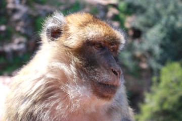 monkey