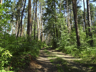 Summer landscape: the road through the pine forest on a Sunny day