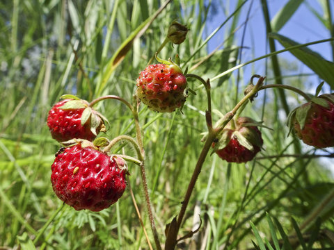 Ripe strawberries, meadow (Fragaria viridis) 