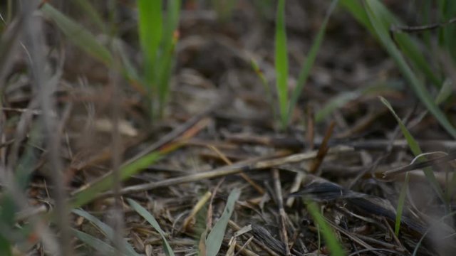 Quail starts to fly