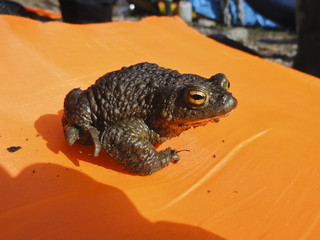 The common toad (Bufo bufo) on the orange fabric 
