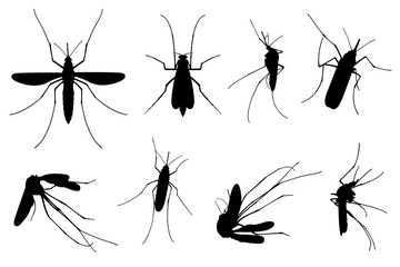 Set of different mosquitoes isolated on white - obrazy, fototapety, plakaty