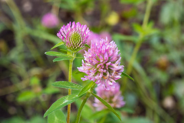 flower of a pink clover grows in the field with a green grass