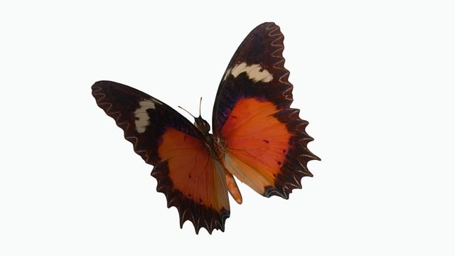 colored butterfly, 3d, Alpha channel
