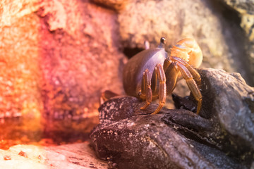 Sand crab on beach near the burrow