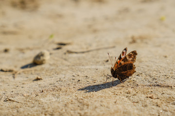 European Common Peacock red butterfly, Aglais io, Inachis io on the ground, wings spread open.