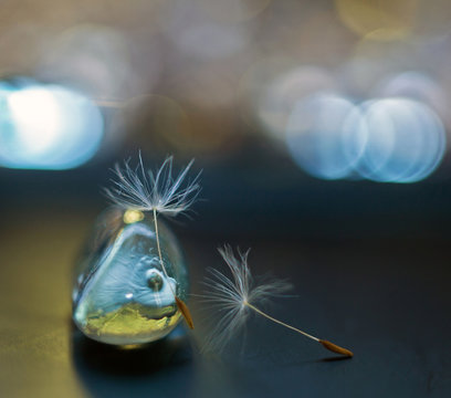 Dandelion seeds with glass object and bokeh