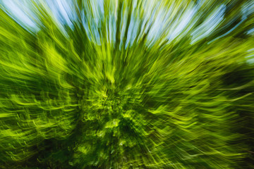 Fototapeta na wymiar Abstract image of tree in countryside. Created by zooming out while closing shutter. Zoom speed blured motion.