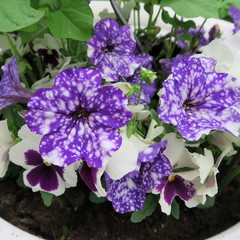 Petunia, blue white pitunia planted with pansies