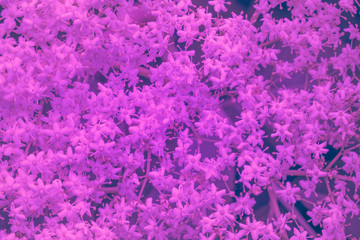 Trendy color ultra violet concept. Ultraviolet flower abstract background.