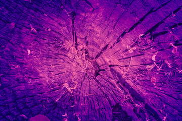 Trendy color ultra violet concept. Ultraviolet wooden stump abstract background.