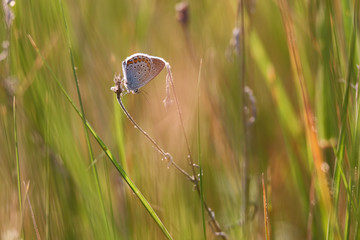 Beautiful little butterfly sitting on the grass lit by the setting sun