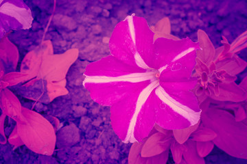 Trendy color ultra violet concept. Ultraviolet flower abstract background.