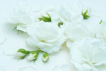 Obraz na płótnie Canvas White Rose