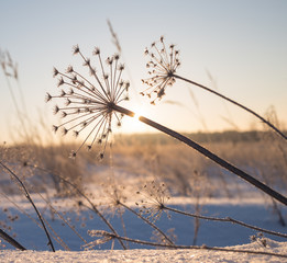 winter hoarfrost grass blowball