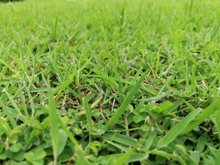 Abstract and texture of green grass background