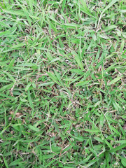 Abstract and texture of green grass background